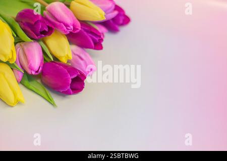 Leuchtende Tulpen auf pastellfarbenem Hintergrund mit Platz für Kopie/Text; geeignet für Geschenkkarten, persönliche Nachrichten, Geburtstagsgrüße oder Muttertagsnachrichten. Stockfoto
