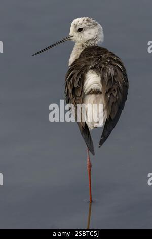 Stelze (Himantopus himantopus) auf einem Bein, Naturpark, Camargue, Frankreich, Europa Stockfoto
