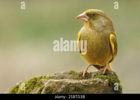 Grünfink (Chloris chloris) auf einem moosbedeckten Stein, Rheinufer, Hochrhein, Deutschland, Europa Stockfoto