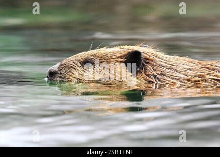 Biber im Wasser: Nahaufnahme eines Bibers, der bei Regen schwimmt, sein nasses Fell detailliert, die Schnurrhaare sind scharf und zeigen die Tierwelt in ihrem Lebensraum. Stockfoto