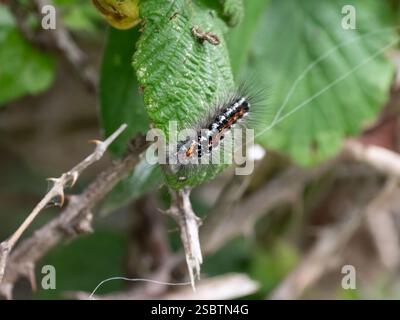Raupe einer Gelbschwanzmotte Stockfoto
