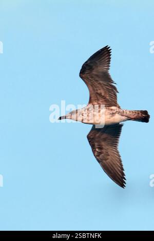 Möwe in Bewegung gegen den Himmel Stockfoto