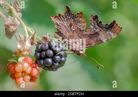 Ein Komma-Schmetterling, Polygonia c-Album, Unterseite, Fütterung an einer Reifen brombeerfrucht, die Flügel des Kommas ahmen ein gefallenes Blatt nach, Deutschland Stockfoto