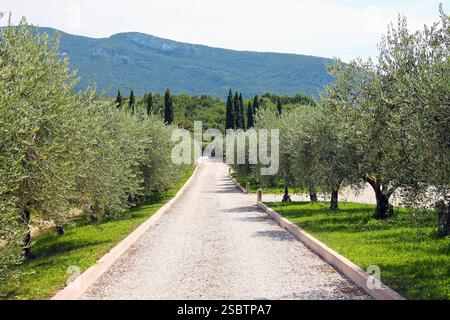 Schotterstraße zwischen Olivenbäumen und Zypressen im Trentino, Italien. Stockfoto