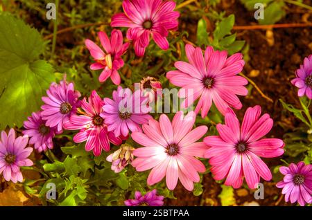 Pink Cape Gänseblümchen, Osteospermum, stammt aus Südafrika. Natürliche Blumen, einige sind neu und andere sind alt. Partielle Klarheit Stockfoto