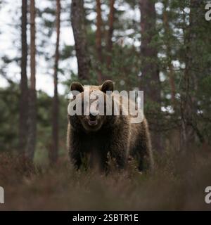 Eurasischer Braunbär ( Ursus arctos ) am Rande eines Kiefernwaldes, stehend in trockener Heide, frontal tiefer Blickwinkel, Europa. Stockfoto