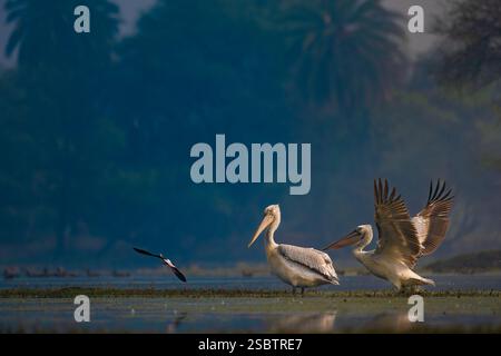 Majestätische Pelikane im Keoladeo Bharatpur Vogelschutzgebiet. Diese seltenen Riesen zeigen ihr atemberaubendes Gefieder und ihre Anmut in der Wildnis. Stockfoto