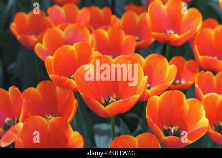 Eine Gruppe voll geblümter oranger Tulpen mit zarten Blütenblättern in einem üppig grünen Garten Stockfoto