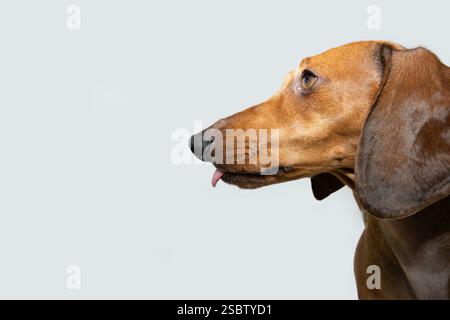 Profil brauner Dackelhund, der die Zunge rausragt. Isoliert auf weißem Hintergrund Stockfoto