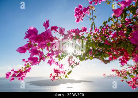 Die Sonne scheint durch blühende rosafarbene Bougainvillea vor dem Panorama der Caldera Santorini, Kykladen, Griechenland Stockfoto