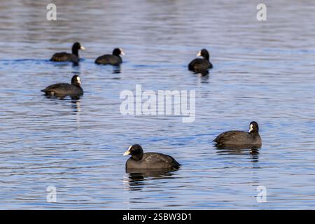 Eurasische Hähnchenherde (Fulica atra), die im Winter im See schwimmen Stockfoto