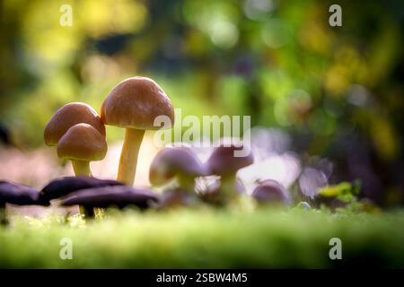 Winzige Pilze, die auf Baumstämmen wachsen, vom Waldboden aus gesehen mit defokussiertem Bokeh-Hintergrund Stockfoto