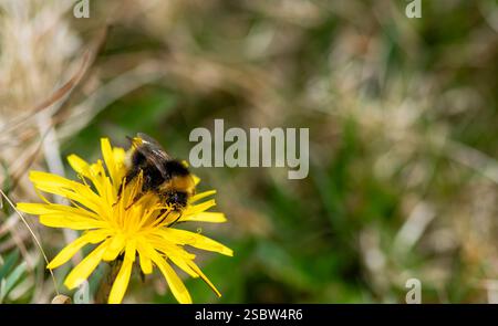 Eine gelbe Blume mit einer schwarzen und gelben Biene darauf. Die Blume ist von grünem Gras und einigen Unkraut umgeben. Die Biene ist klein und hat ein verschwommenes Aussehen Stockfoto