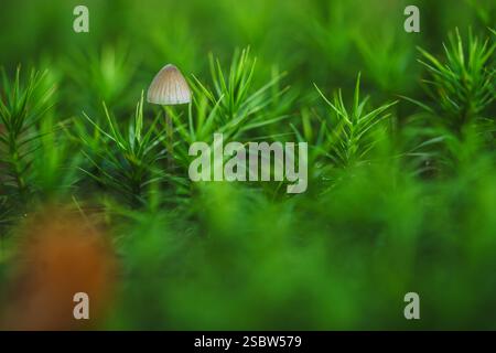 Kleiner Pilz inmitten eines Waldes, der zwischen grünem Sternmoos auf einem Baumstumpf wächst. Mycena ist eine große Gattung kleiner saprotrophischer Pilze, selten Stockfoto