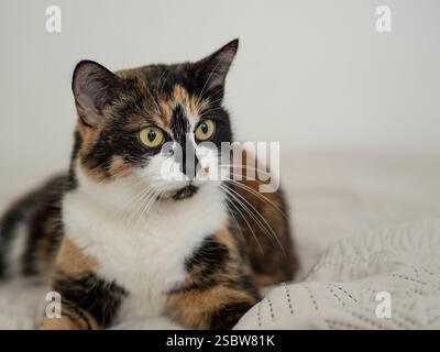 Eine Calico-Katze liegt ruhig auf einem Bett. Sein Blick zeigt Interesse und Wachheit an. Stockfoto
