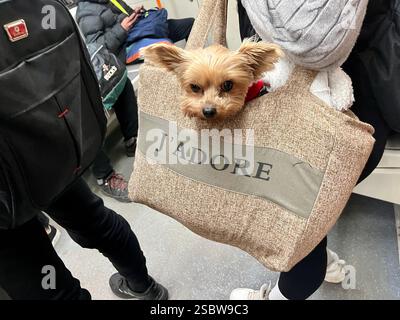 Niedlicher Yorkie Yorkshire Terrier Spielzeughund, der auf einer U-Bahn-Reise in einer Tasche getragen wird Stockfoto
