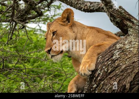 Löwin, die von einem Baum in Ndutu Tansania herabblickt Stockfoto