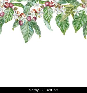 Kaffeebaumzweige mit grünen Blättern, Beeren und Blumen. Nahtloser horizontaler Rahmen. Handgezeichnete botanische Illustration mit Aquarell isoliert auf weiß Stockfoto