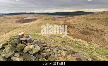 Der Gipfel des Dummiefarline Hill in Fife, Schottland. Sanfte schottische Landschaft mit Grasland und hohen Kiefern an einem bewölkten, stimmungsvollen Tag mit Clou Stockfoto