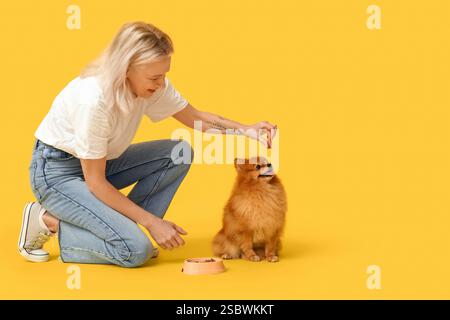 Reife Frau, die süßen Pommerschen Hund auf gelbem Hintergrund füttert Stockfoto