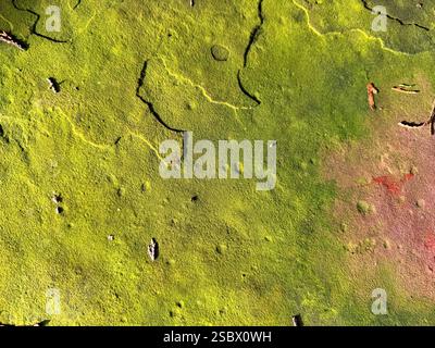 Nahaufnahme einer alten Betonwand, mit der bewachsen ist Stockfoto