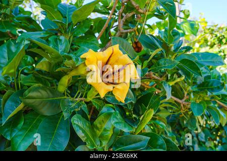 Solandra Maxima oder gelbe Tasse Gold, Blume mit leuchtenden gelben Blütenblättern und tiefvioletten Adern. Stockfoto