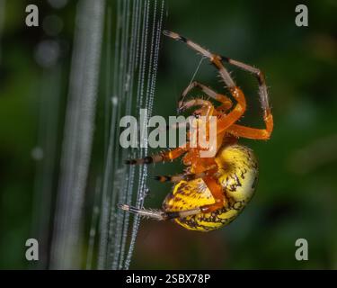 Ein Orbweaver aus Marmor arbeitet auf ihrem tau beladenen Netz. Stockfoto