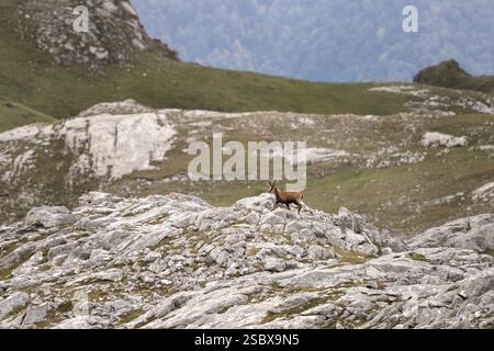 Pyrenäen-Gämse auf dem Gipfel des Berges. Gämse im Nationalpark Picos de Europa. Europäische Tierwelt. Stockfoto