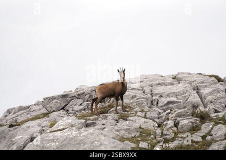 Pyrenäen-Gämse auf dem Gipfel des Berges. Gämse im Nationalpark Picos de Europa. Europäische Tierwelt. Stockfoto