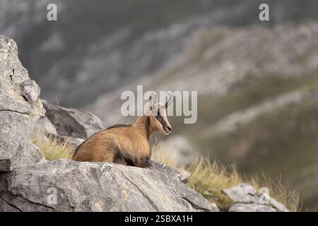Pyrenäen-Gämse auf dem Gipfel des Berges. Gämse im Nationalpark Picos de Europa. Europäische Tierwelt. Stockfoto