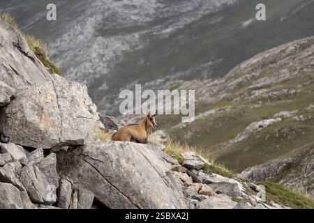 Pyrenäen-Gämse auf dem Gipfel des Berges. Gämse im Nationalpark Picos de Europa. Europäische Tierwelt. Stockfoto
