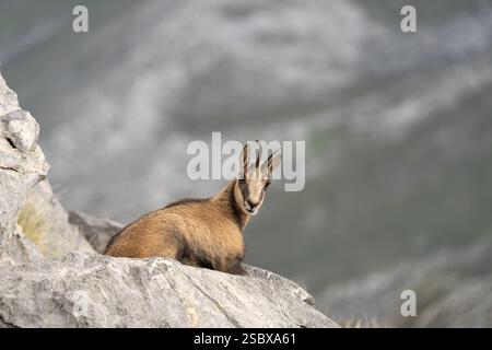 Pyrenäen-Gämse auf dem Gipfel des Berges. Gämse im Nationalpark Picos de Europa. Europäische Tierwelt. Stockfoto