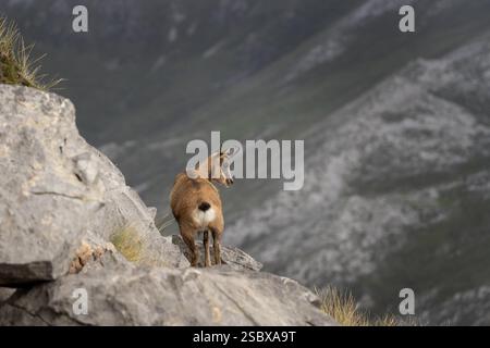 Pyrenäen-Gämse auf dem Gipfel des Berges. Gämse im Nationalpark Picos de Europa. Europäische Tierwelt. Stockfoto
