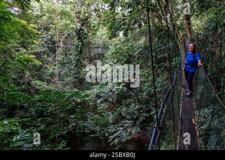 Skywalk im Walddach, Mulu, Malaysia Stockfoto