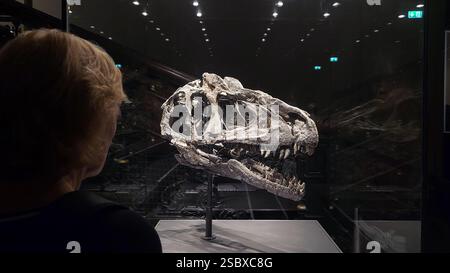 Berlin, Deutschland - 19. 03. 2023 - Ein Mann schaut sich einen Allosaurus-Schädelkopf an, der im Naturhistorischen Museum in Berlin ausgestellt ist Stockfoto