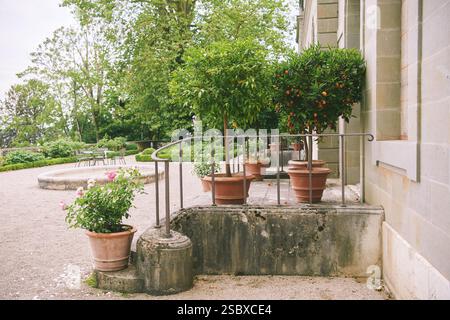 Mediterrane Fassade im Sommer mit Mini-Bäumen aus Zitronen und Orangen im Topf Stockfoto