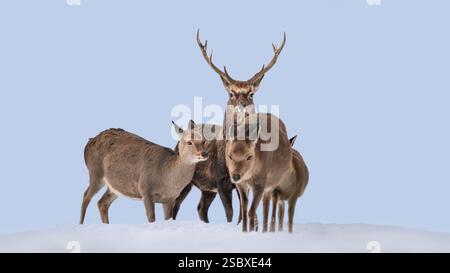 Eine Gruppe von Rotwild (Cervus elaphus), ein Junghirsch mit drei Döschen auf einem schneebedeckten Berg, Kopierraum, 16:9 Stockfoto