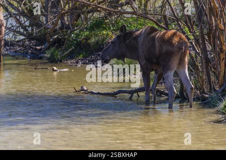 Ein erwachsener Elch oder Elch, Alces Alces, steht im seichten Wasser des Teichs im Schatten eines Busches Stockfoto