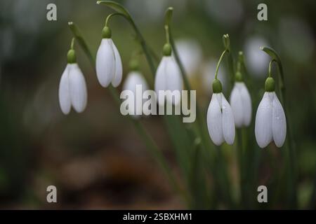 Snowdrop (Galanthus nivalis Magnet), Emsland, Niedersachsen, Deutschland, Europa Stockfoto