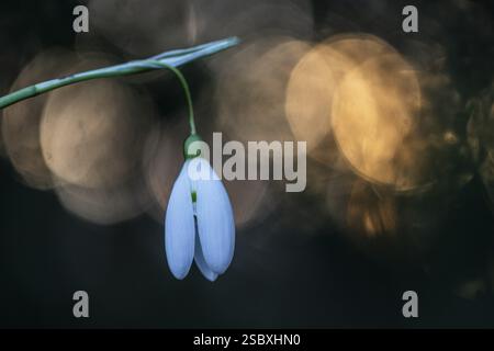 Snowdrop (Galanthus nivalis Magnet), Emsland, Niedersachsen, Deutschland, Europa Stockfoto