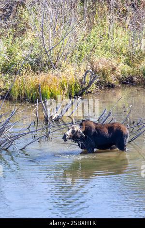 Elche im Fluss im Grand Teton National Park Stockfoto