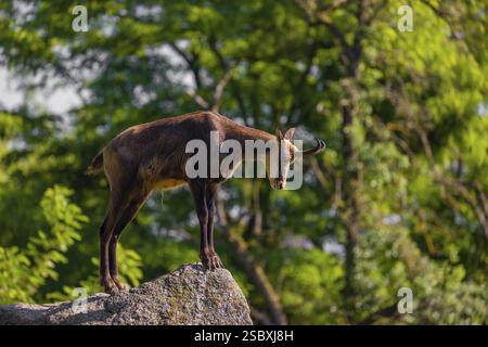 Auf einem Felsen steht ein erwachsener Chamois (Rupicapra rupicapra). Ein grüner Wald ist im Hintergrund Stockfoto