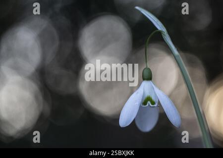 Snowdrop (Galanthus nivalis Magnet), Emsland, Niedersachsen, Deutschland, Europa Stockfoto