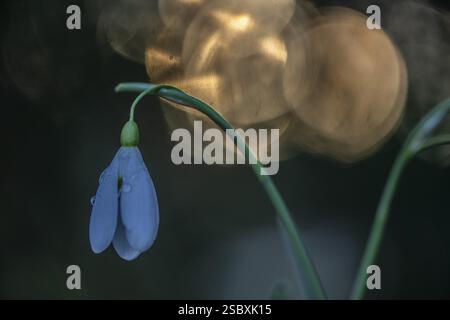 Snowdrop (Galanthus nivalis Magnet), Emsland, Niedersachsen, Deutschland, Europa Stockfoto