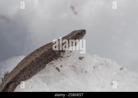Eine lebendige Eidechse, Zootoca vivipara (früher Lacerta vivivipara), die im Frühjahr auf Schnee ruht Stockfoto