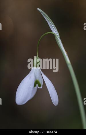 Snowdrop (Galanthus nivalis Magnet), Emsland, Niedersachsen, Deutschland, Europa Stockfoto