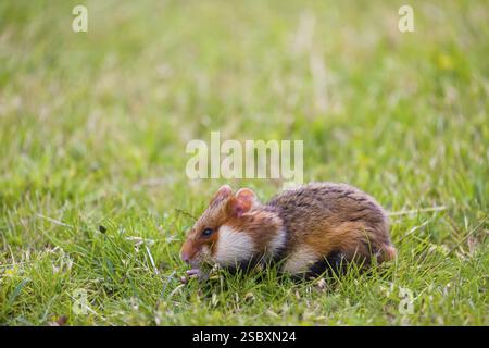 Ein Europäischer Hamster (Cricetus cricetus), ein eurasischer Hamster, ein Schwarzbauchhamster oder ein gewöhnlicher Hamster sucht auf frischem grünem Gras nach Nahrung Stockfoto