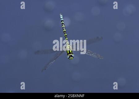 Südhawker (Aeshna cyanea), im Flug, Schweiz, Europa Stockfoto