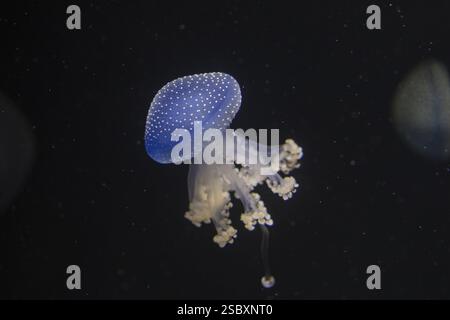 Quallen Phyllorhiza punctata, schwimmend im Wasser vor schwarzem Hintergrund Stockfoto