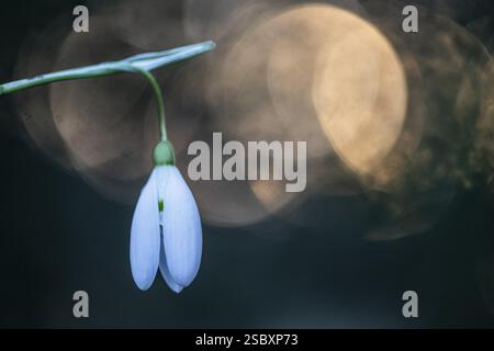 Snowdrop (Galanthus nivalis Magnet), Emsland, Niedersachsen, Deutschland, Europa Stockfoto